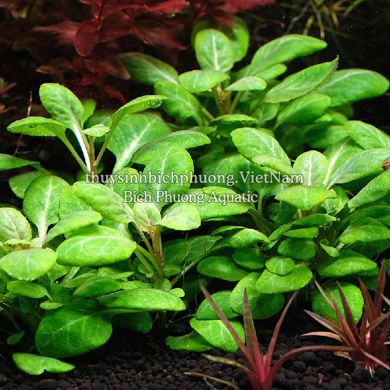 HỒNG BA TIÊU | LOBELIA CARDINALIS - CÂY THỦY SINH, BÁN CẠN