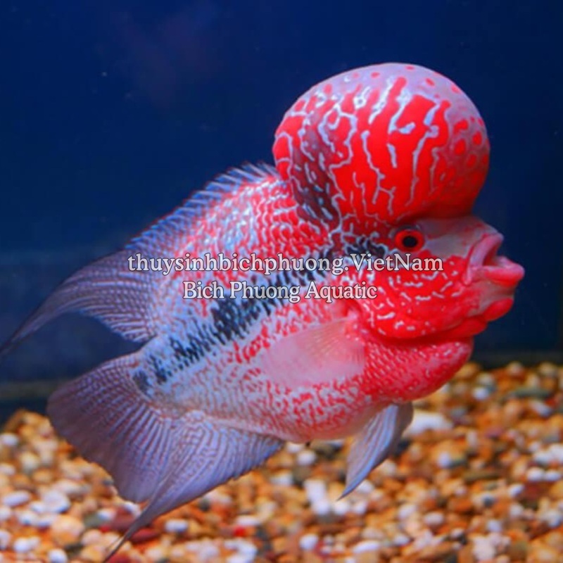 AHM FLOWER HORN HŨ 100G - THỨC ĂN CHO CÁ LA HÁN CAO CẤP