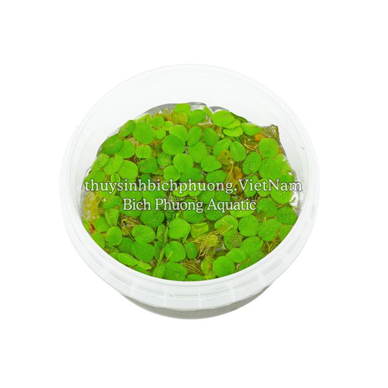 BÈO TAI CHUỘT - SALVINIA CUCULLATA