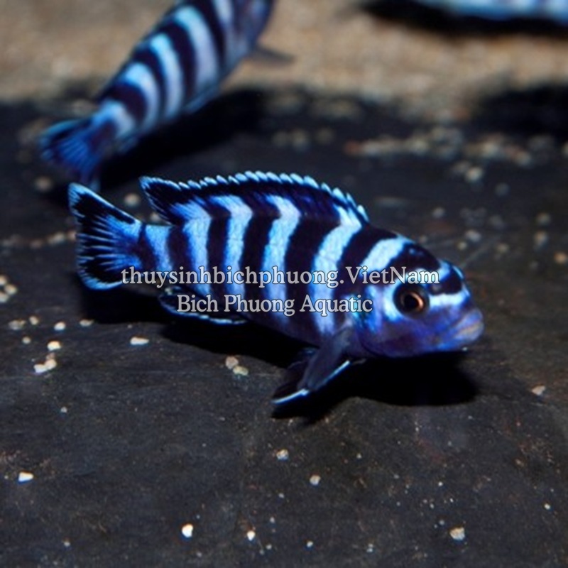 AHM CICHLID LARGE XL CHIPS 110G - THỨC ĂN CÁ CAO CẤP