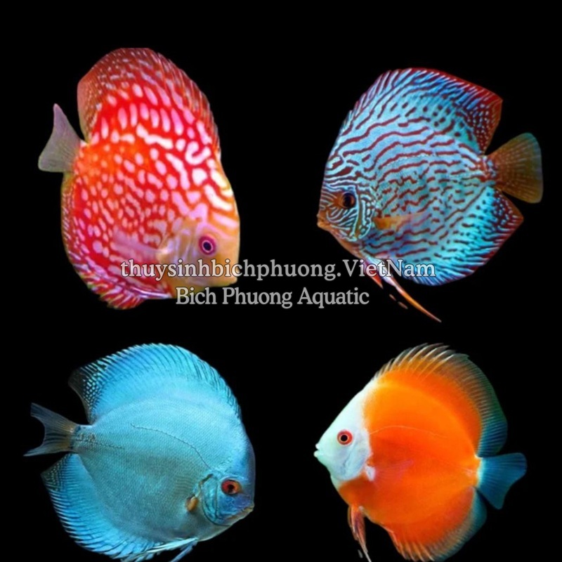 AHM BITS DISCUS GRANULAT 100G - THỨC ĂN CÁ ĐĨA CAO CẤP