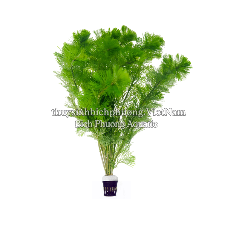 LA HÁN XANH - CÂY THỦY SINH