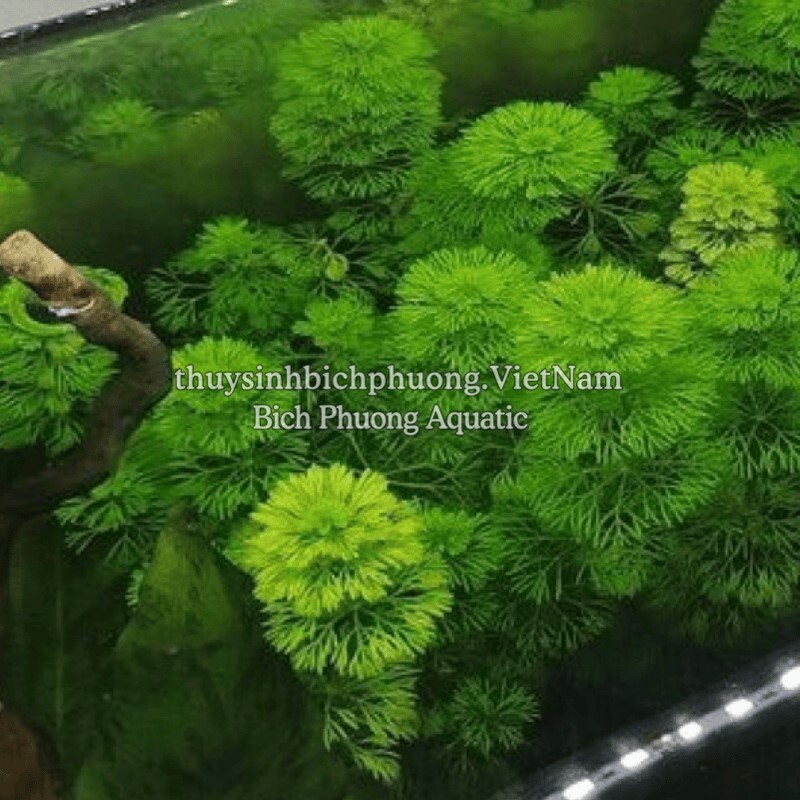 TIỂU BẢO THÁP - CÂY THỦY SINH