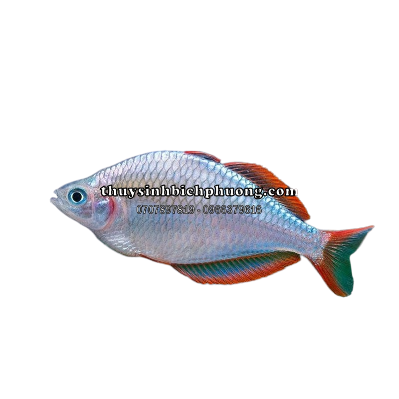 CẦU VỒNG XANH (RAINBOW BLUE) - CÁ CẢNH