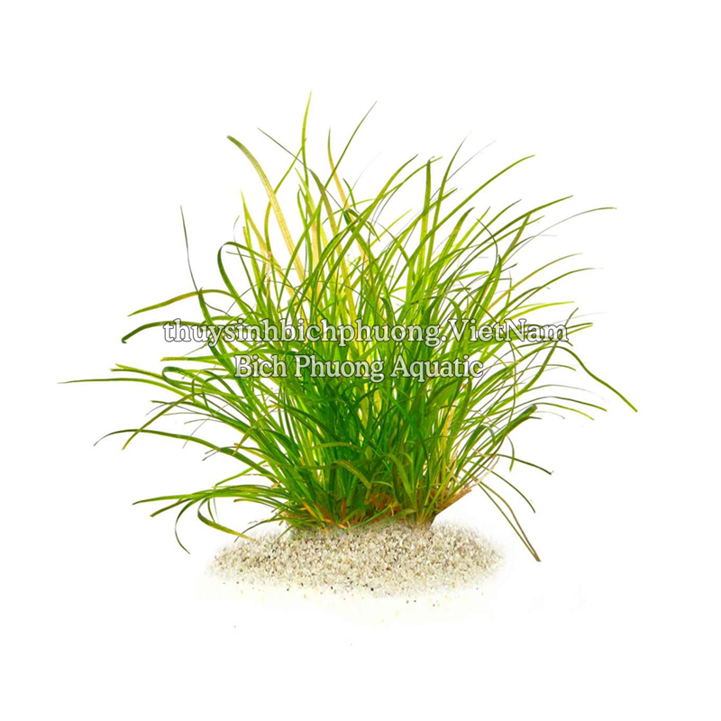 CỎ ĐỎ - CÂY THỦY SINH CẮM NỀN