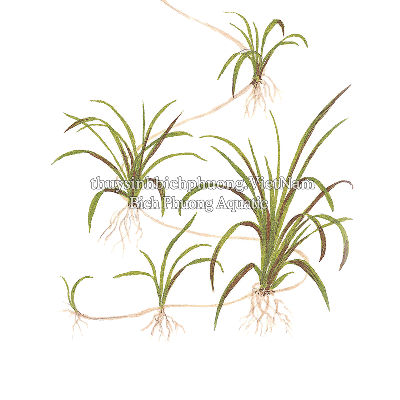 CỎ ĐỎ - CÂY THỦY SINH CẮM NỀN