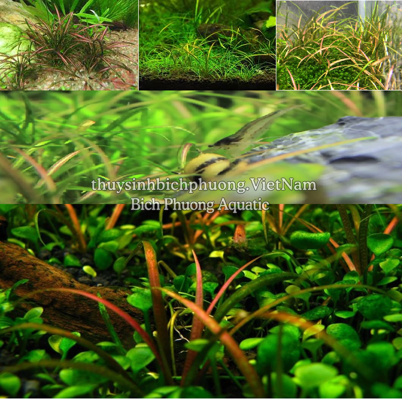 CỎ ĐỎ - CÂY THỦY SINH CẮM NỀN