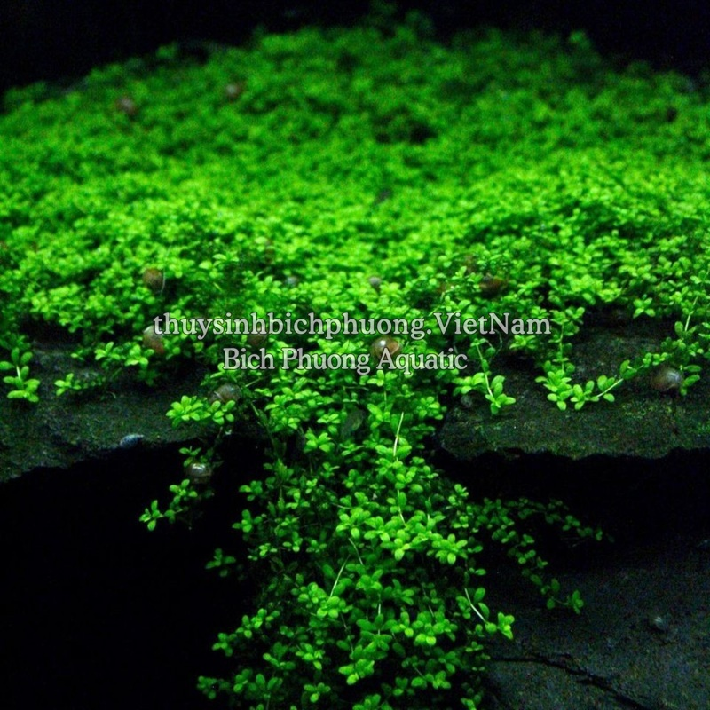 TRÂN CHÂU CUBA (Hemianthus callitrichoides ‘Cuba’)