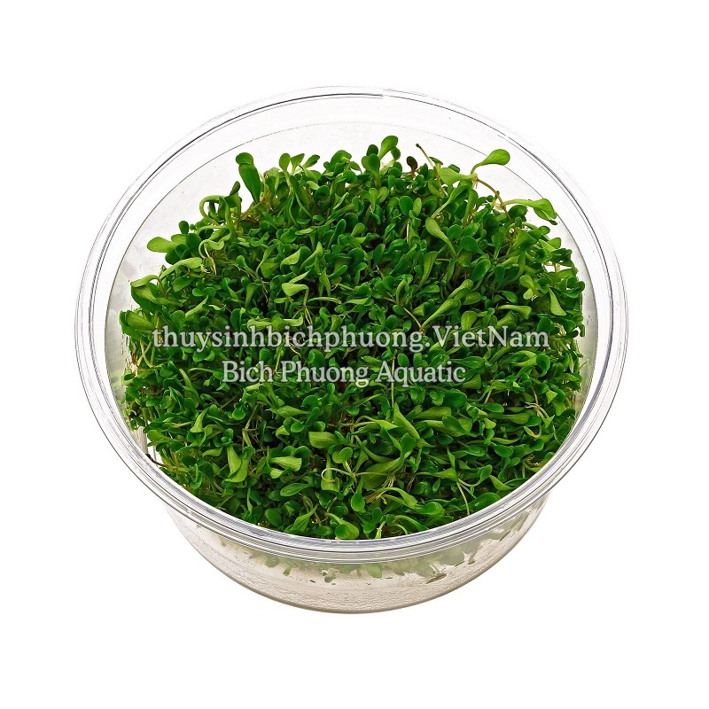 TRÂN CHÂU NHẬT (Glossostigma elatinoides) - CÂY THỦY SINH