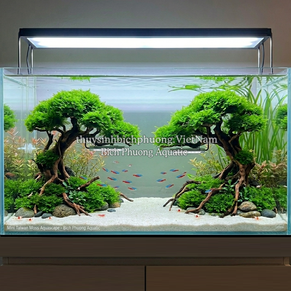 RÊU MINITAIWAN | MINI TAIWAN MOSS – RÊU THỦY SINH CHO HỒ CÁ, TERRARIUM