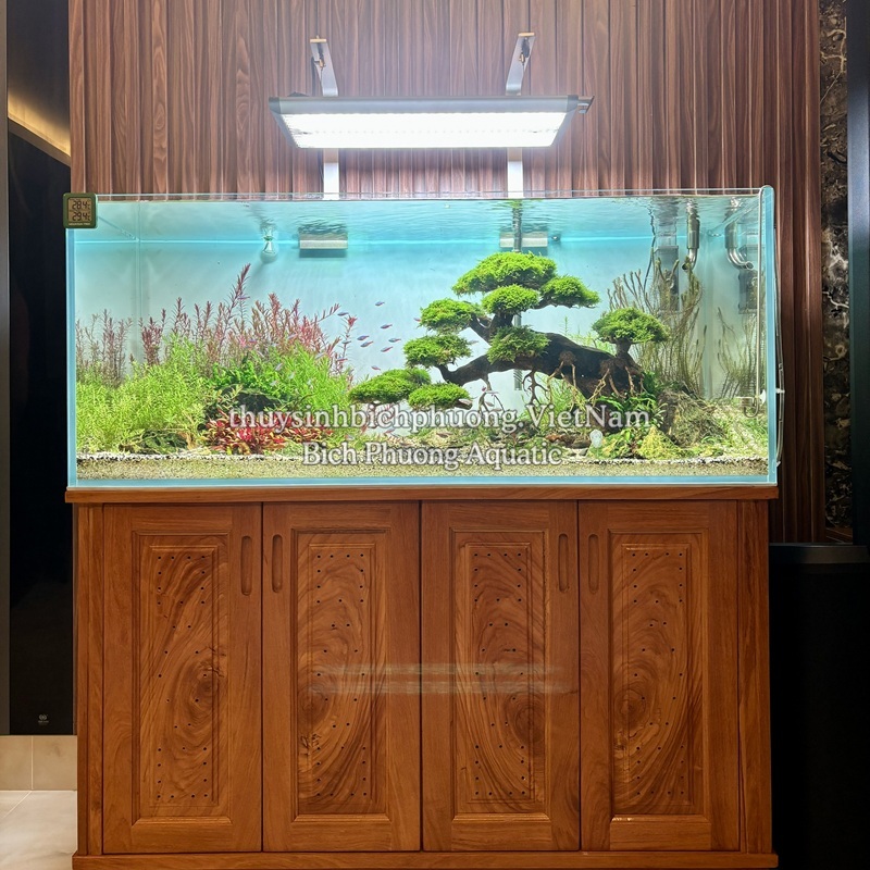 RÊU MINITAIWAN | MINI TAIWAN MOSS – RÊU THỦY SINH CHO HỒ CÁ, TERRARIUM