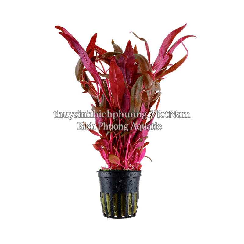 HUYẾT TÂM LAN CAO (Alternanthera reineckii 'Pink') - CÂY THỦY SINH