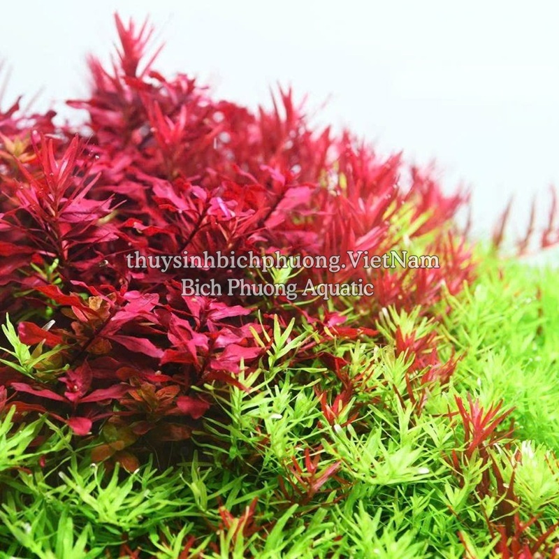 PHÂN NỀN AQUARIO NEO SOIL NO CO2 – ĐẤT NỀN THỦY SINH CHO BỂ LOW TECH