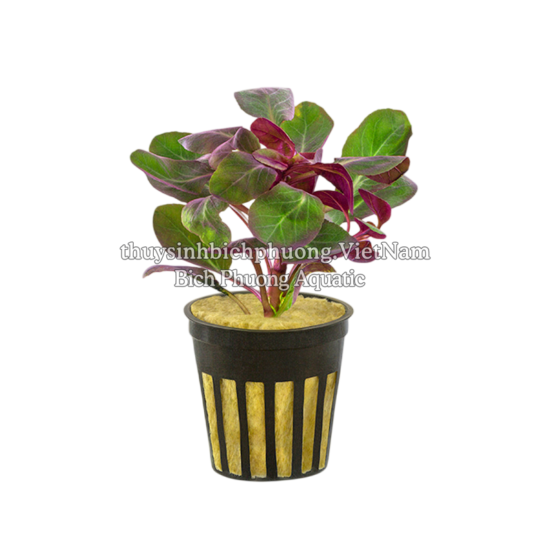 HỒNG BA TIÊU | LOBELIA CARDINALIS - CÂY THỦY SINH, BÁN CẠN