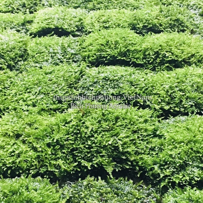 RÊU MINITAIWAN | MINI TAIWAN MOSS – RÊU THỦY SINH CHO HỒ CÁ, TERRARIUM