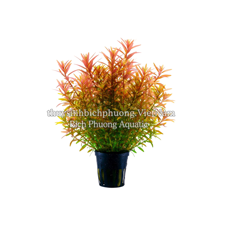 ROTALA SUPER RED - CÂY THỦY SINH