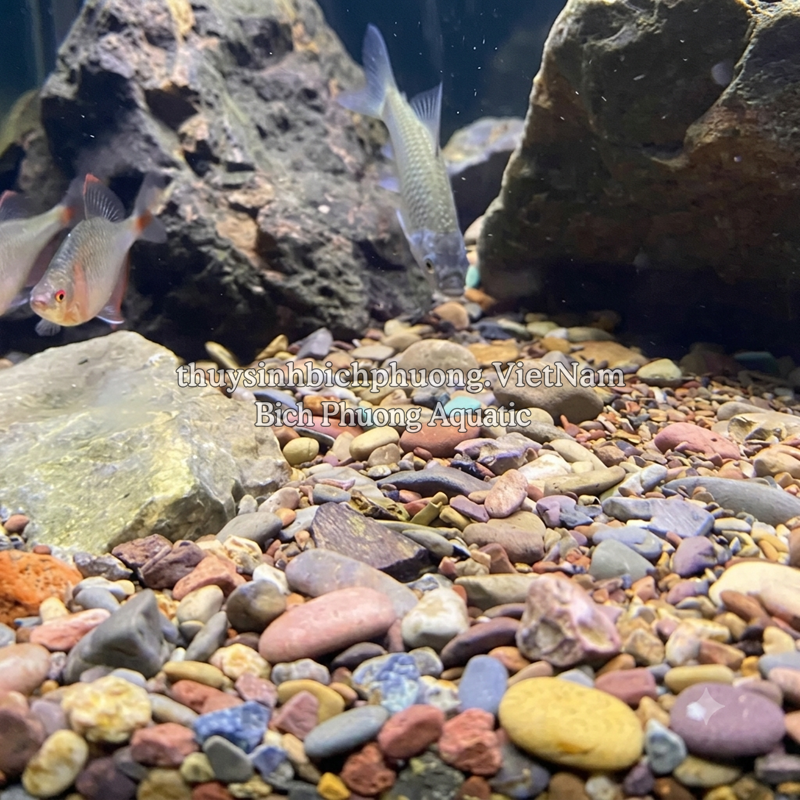SẠN SUỐI 7 MÀU - SEVEN-COLOR STREAM GRAVEL