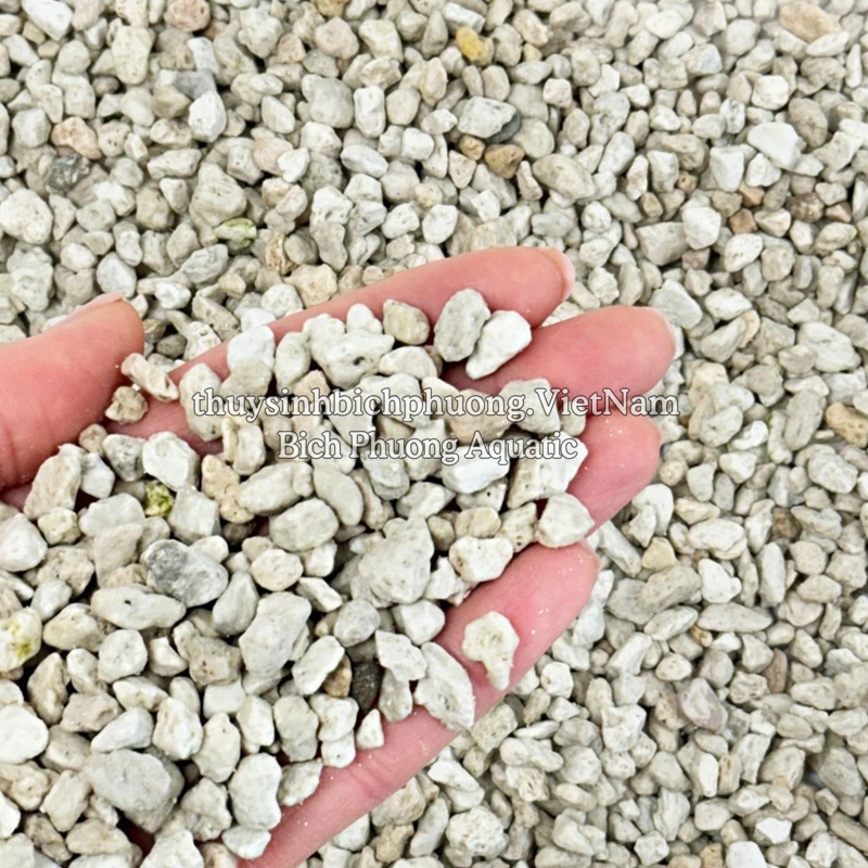 ĐÁ LÔNG VŨ (NHAM THẠCH TRẮNG / PUMICE) - GIẢI PHÁP TOÀN DIỆN CHO CÂY TRỒNG & HỆ THỐNG LỌC NƯỚC