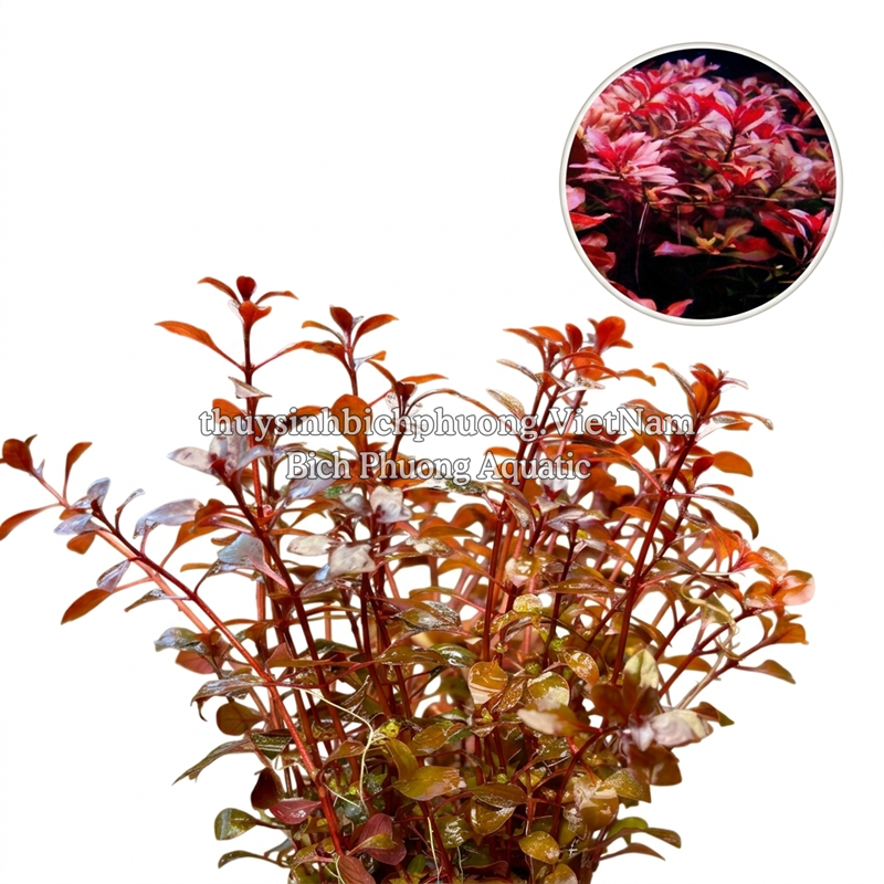 TÂN ĐẾ TÀI HỒNG - CÂY THỦY SINH