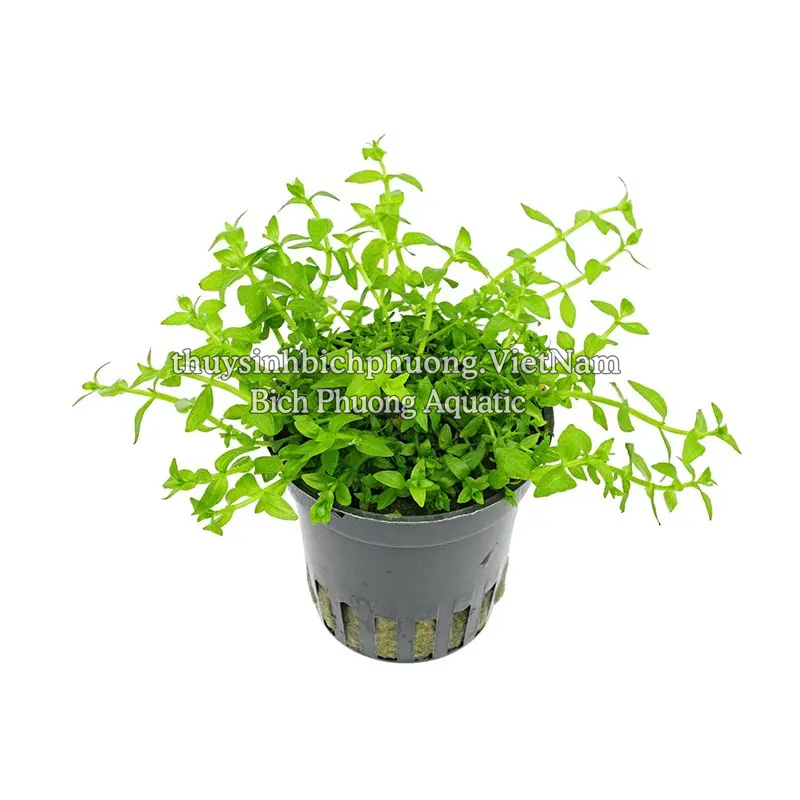 TRÂN CHÂU CAO BA LÁ (Hemianthus glomeratus) - CÂY THỦY SINH