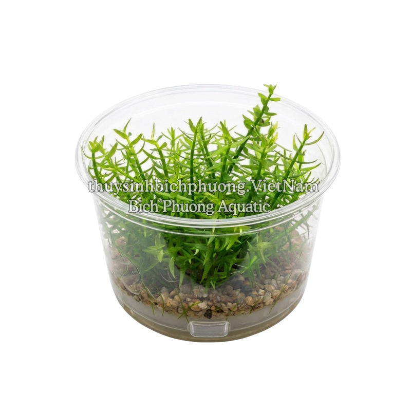 TRÂN CHÂU CAO BA LÁ (Hemianthus glomeratus) - CÂY THỦY SINH