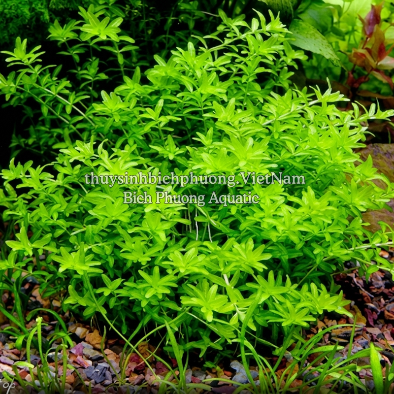 TRÂN CHÂU CAO BA LÁ (Hemianthus glomeratus) - CÂY THỦY SINH
