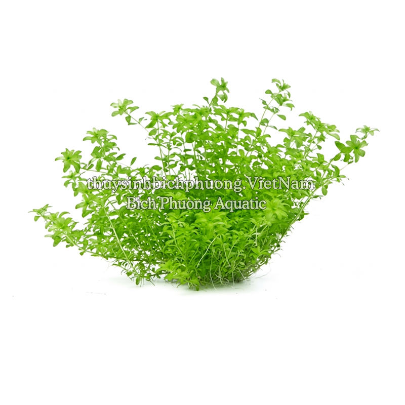 TRÂN CHÂU CAO BA LÁ (Hemianthus glomeratus) - CÂY THỦY SINH