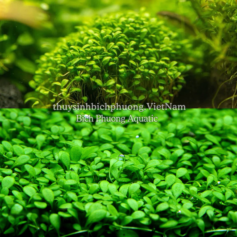 TRÂN CHÂU NHẬT (Glossostigma elatinoides) - CÂY THỦY SINH