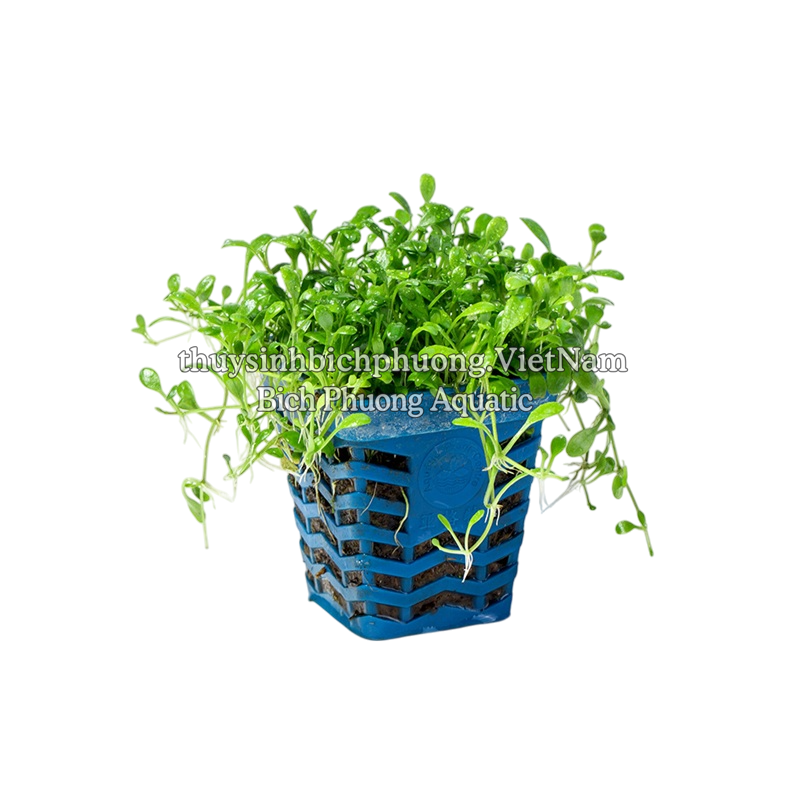 TRÂN CHÂU NHẬT (Glossostigma elatinoides) - CÂY THỦY SINH