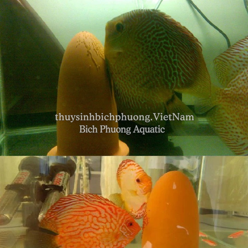 ỐNG GỐM CHO CÁ DĨA SINH SẢN – GIÁ THỂ ĐẺ TRỨNG CHUYÊN DỤNG