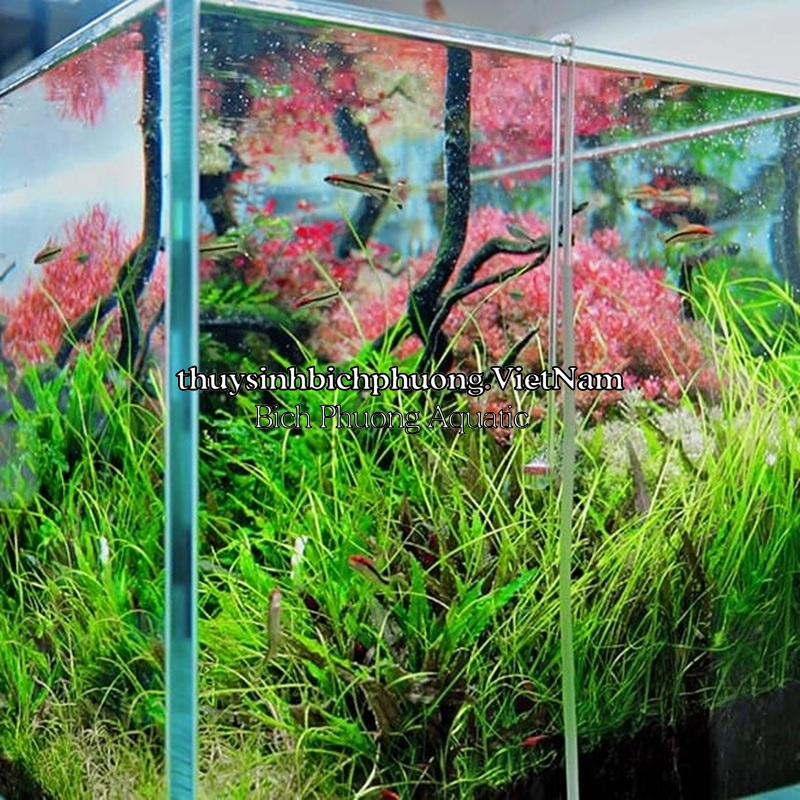 AQUARIO NEO CO₂ DIFFUSOR CURVED SPECIAL  -  CỐC SỦI CO2 SIÊU MỊN