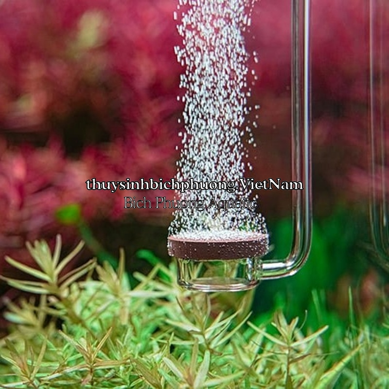 AQUARIO NEO CO₂ DIFFUSOR CURVED SPECIAL  -  CỐC SỦI CO2 SIÊU MỊN