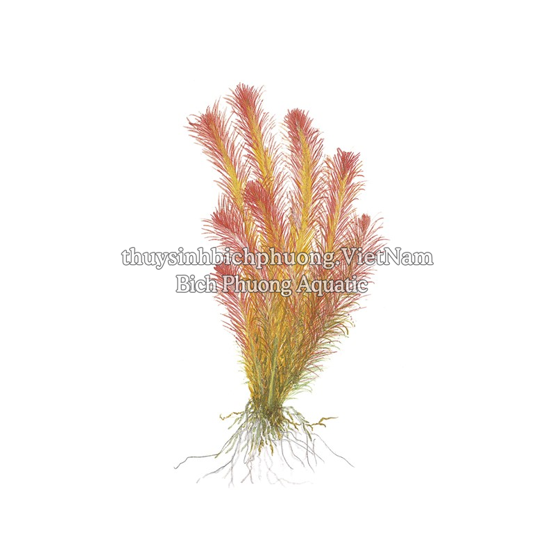 ROTALA WALLICHII (HỒNG LIỄU) - CÂY THỦY SINH