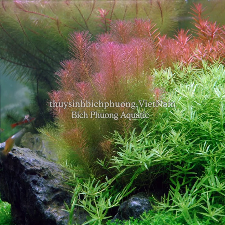 ROTALA WALLICHII (HỒNG LIỄU) - CÂY THỦY SINH
