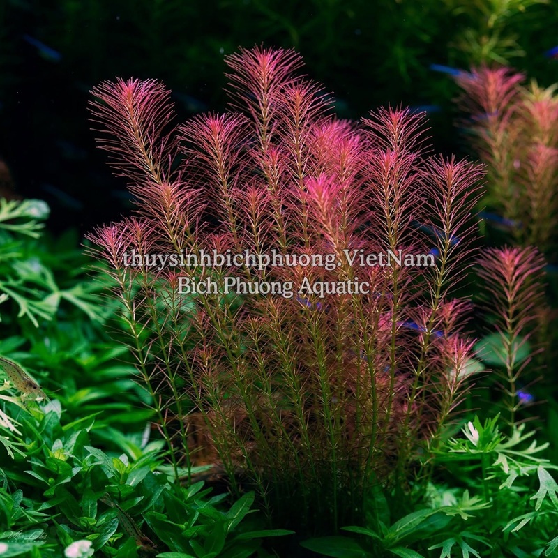 ROTALA WALLICHII (HỒNG LIỄU) - CÂY THỦY SINH