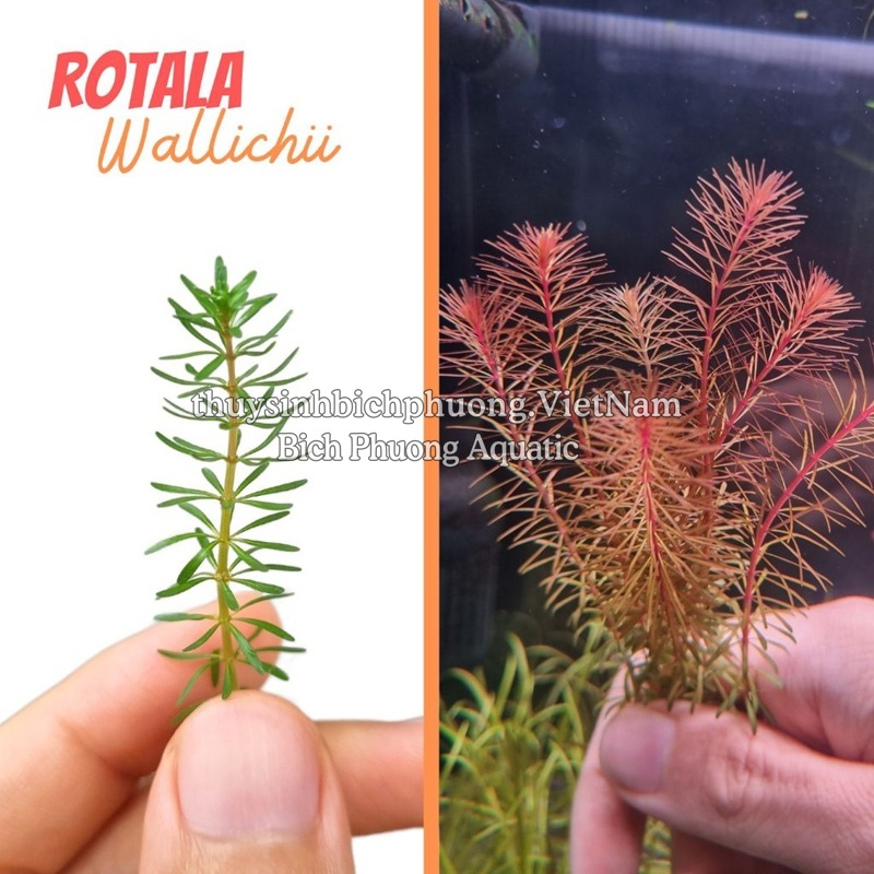 ROTALA WALLICHII (HỒNG LIỄU) - CÂY THỦY SINH