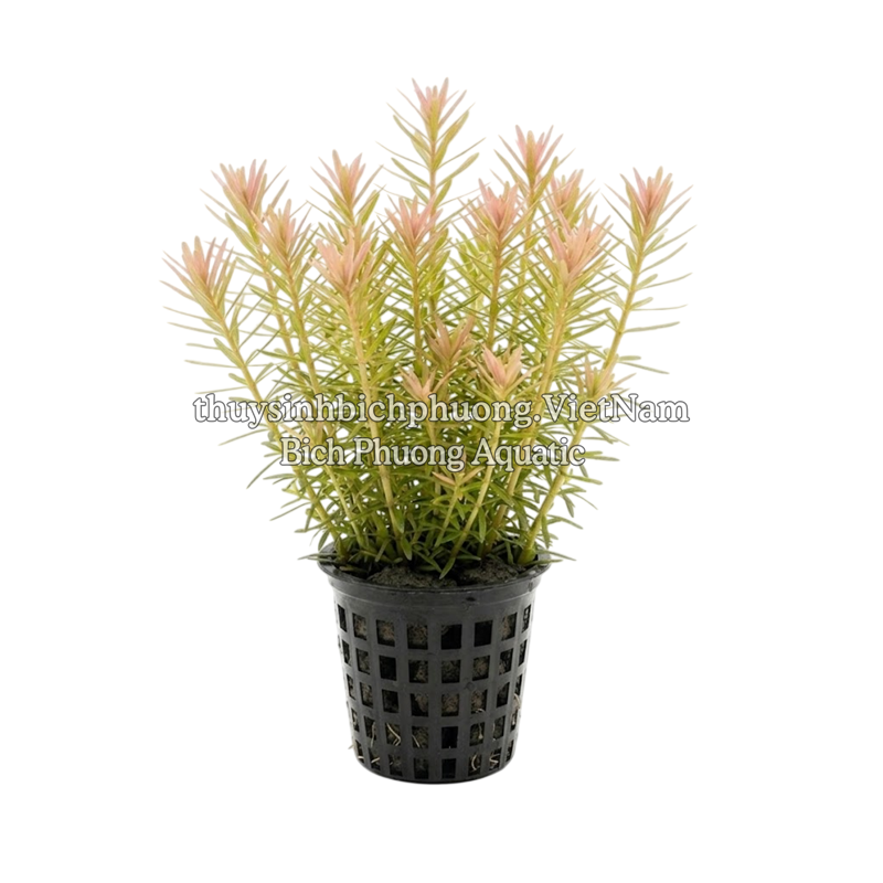 ROTALA WALLICHII (HỒNG LIỄU) - CÂY THỦY SINH