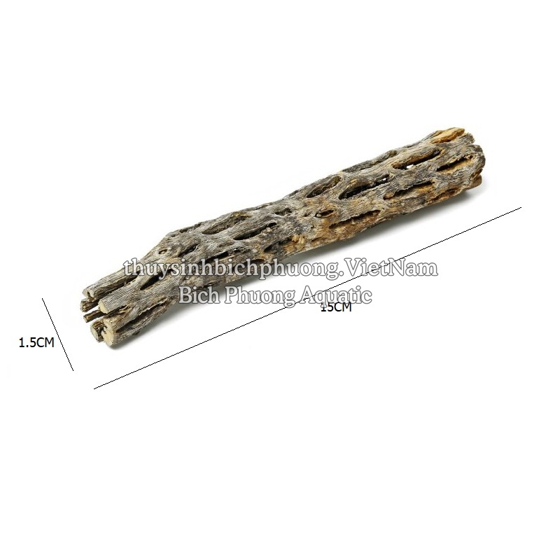 CHOLLA WOOD BABY - LŨA XƯƠNG RỒNG