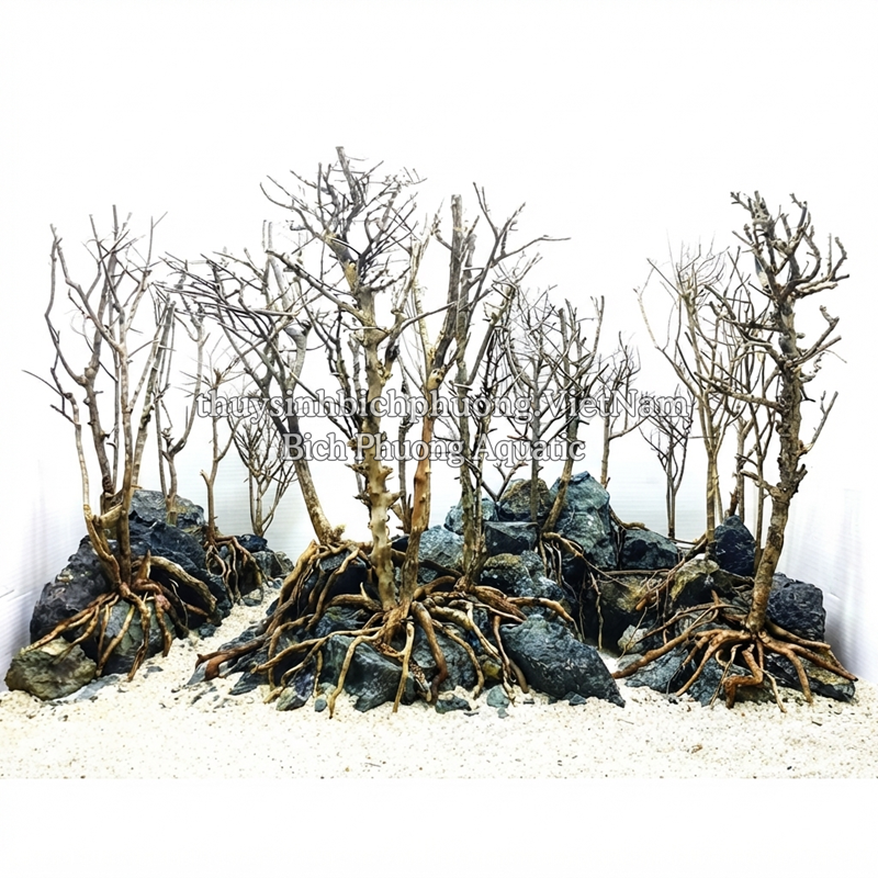LŨA XƯƠNG CHÙM TÁN QUÝT MINI LÀM TÁN BONSAI