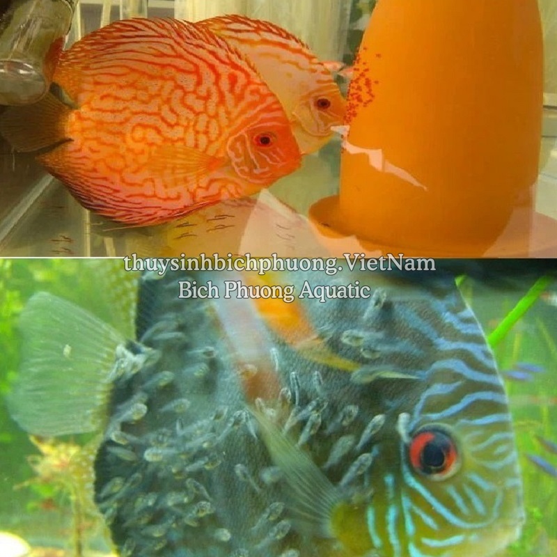 ỐNG GỐM CHO CÁ DĨA SINH SẢN – GIÁ THỂ ĐẺ TRỨNG CHUYÊN DỤNG