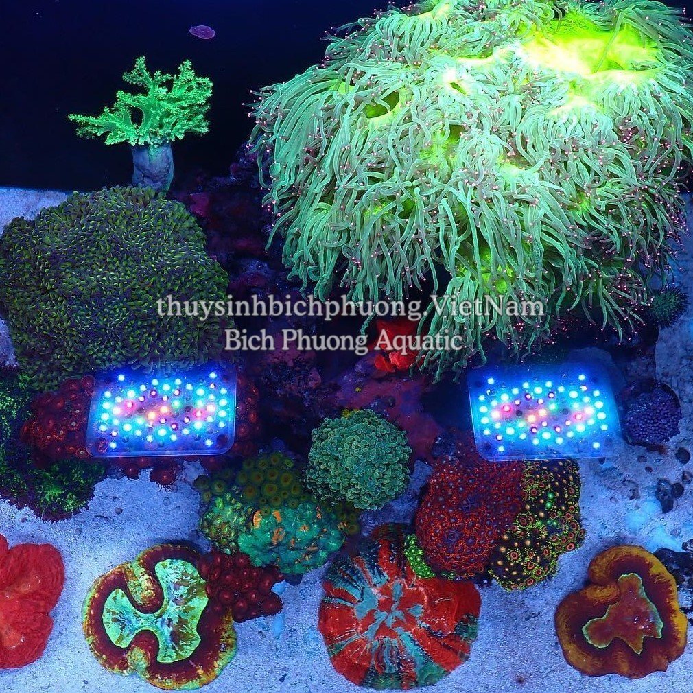 ĐÈN CHIHIROS NOVA 1 MARINE CORAL LIGHT CHO HỒ CÁ BIỂN