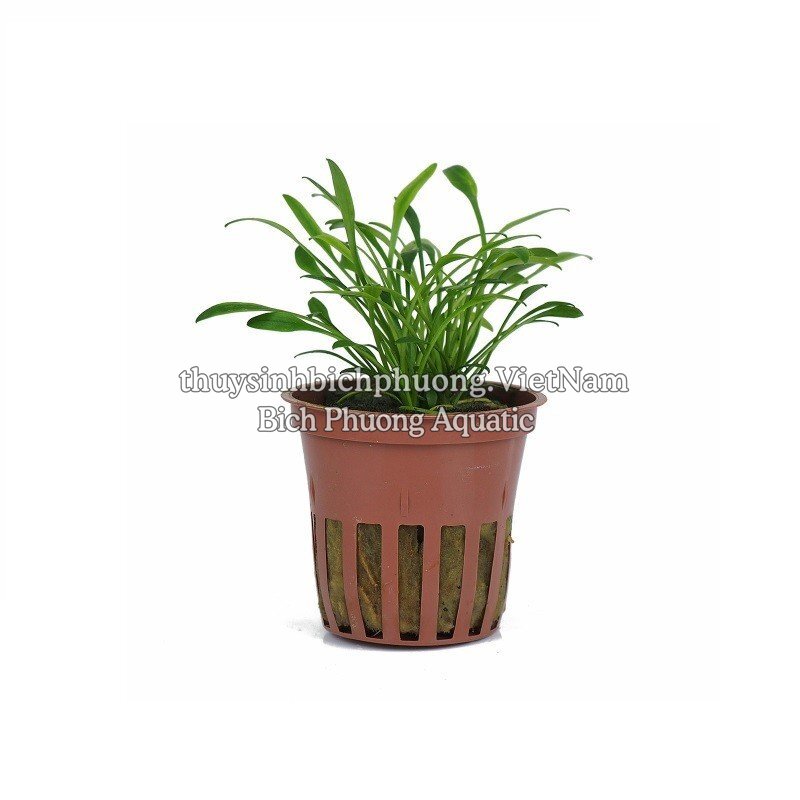 TIÊU THẢO PARVA MINI - CÂY THỦY SINH