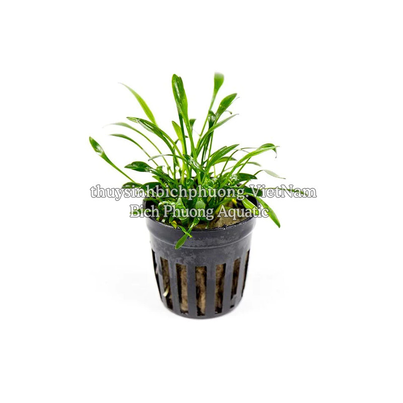 TIÊU THẢO PARVA MINI - CÂY THỦY SINH