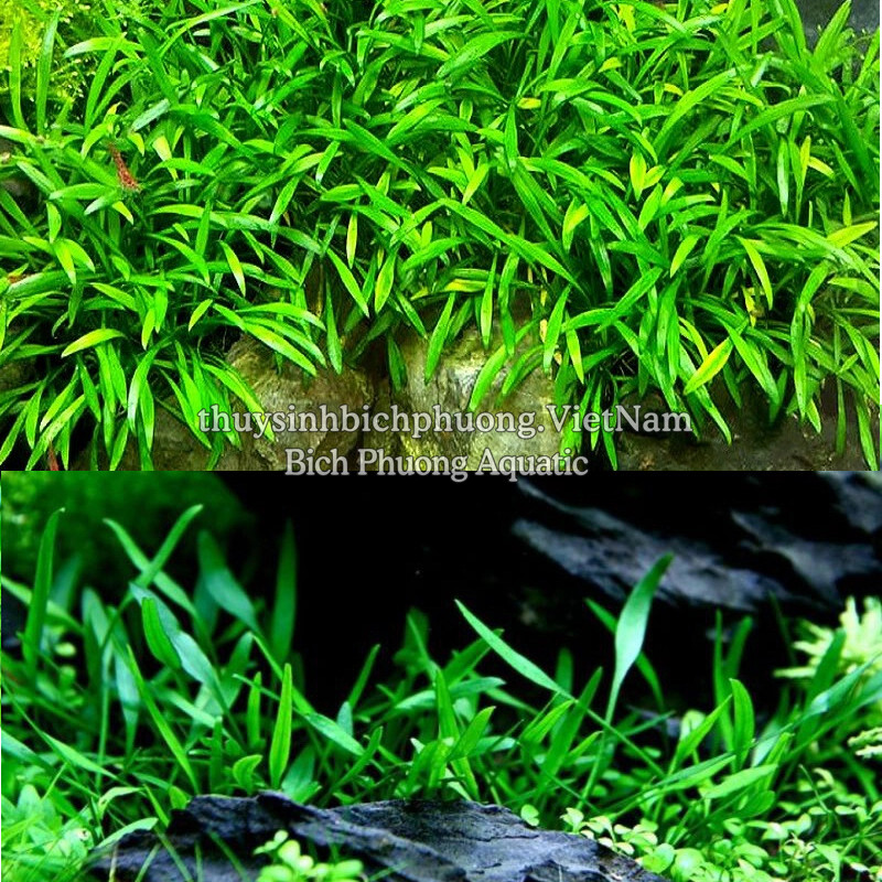 TIÊU THẢO PARVA MINI - CÂY THỦY SINH