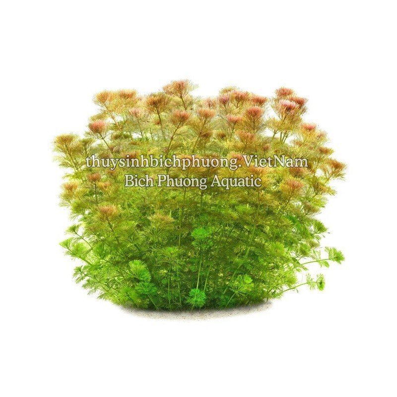 RONG LA HÁN ĐỎ - CÂY THỦY SINH