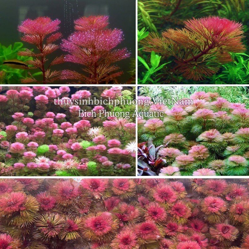 RONG LA HÁN ĐỎ - CÂY THỦY SINH