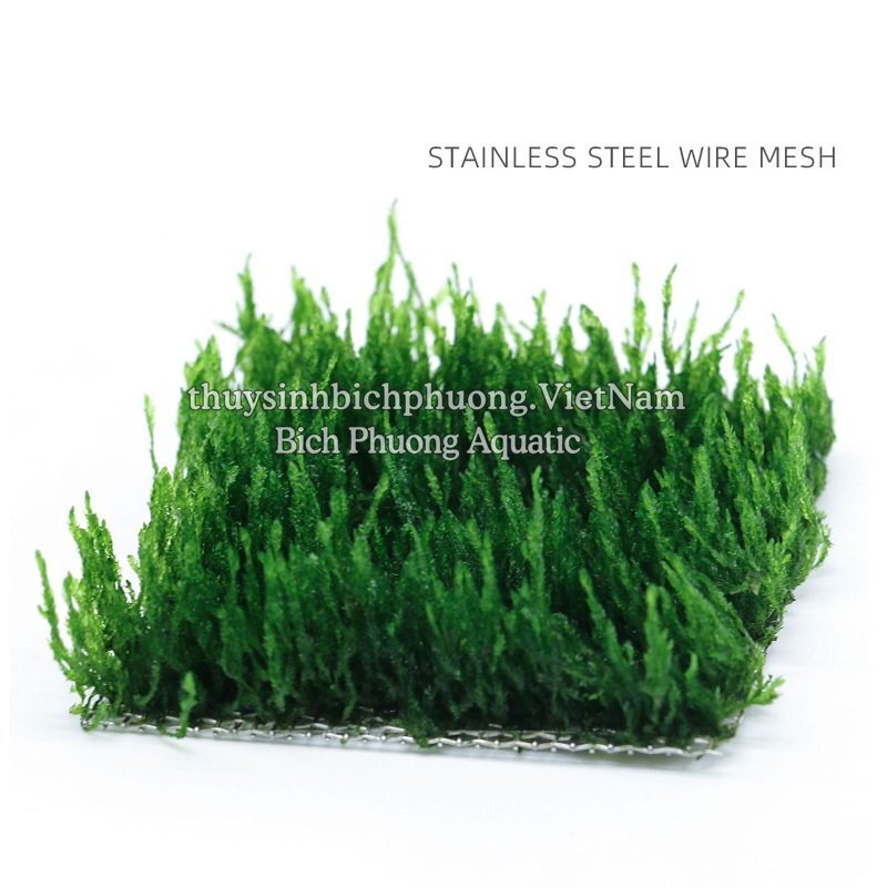 VĨ INOX 304 ƯƠM RÊU, RÁY NANA, DƯƠNG XỈ, BUCEP (8*8CM)