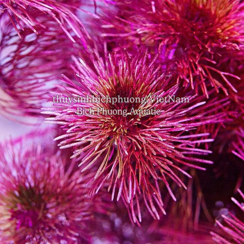 RONG LA HÁN ĐỎ - CÂY THỦY SINH