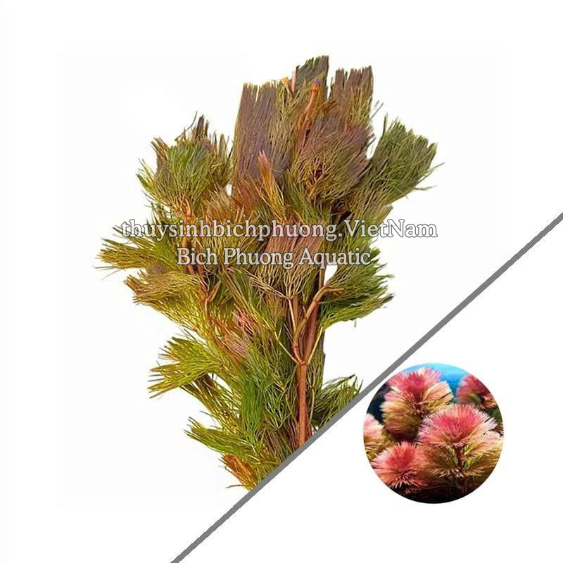 RONG LA HÁN ĐỎ - CÂY THỦY SINH