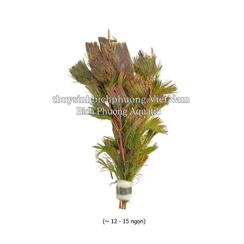 RONG LA HÁN ĐỎ - CÂY THỦY SINH